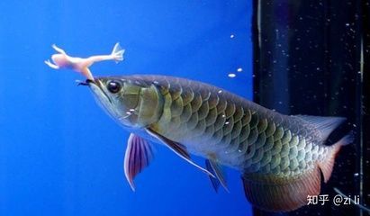 紅尾金龍魚的種類介紹：紅尾金龍魚根據不同的分類方法來介紹紅尾金龍魚的種類