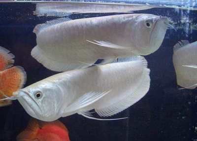 龍魚幼魚適宜水溫范圍：龍魚幼魚的適宜水溫范圍是30-32攝氏度