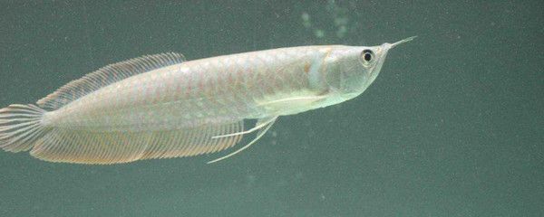 銀龍魚尾巴的顏色有幾種（關于銀龍魚尾巴的顏色詳細信息：銀龍魚尾巴的顏色詳細信息）
