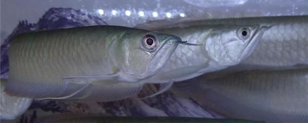 銀龍魚尾巴的顏色有幾種（關于銀龍魚尾巴的顏色詳細信息：銀龍魚尾巴的顏色詳細信息）