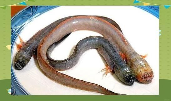 狼牙蝦虎魚的圖片