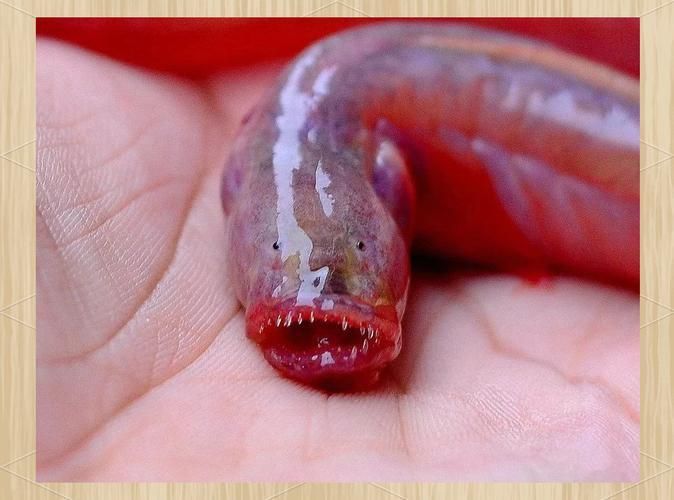 狼牙蝦虎魚的圖片