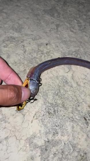 狼牙蝦虎魚的圖片