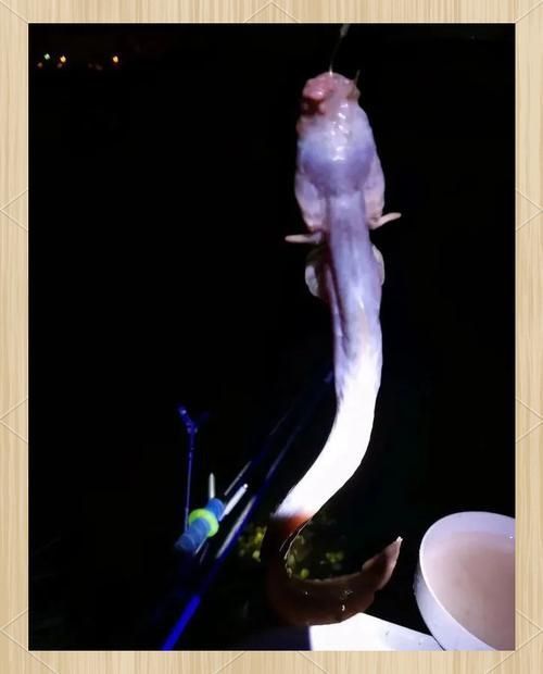 狼牙蝦虎魚的圖片