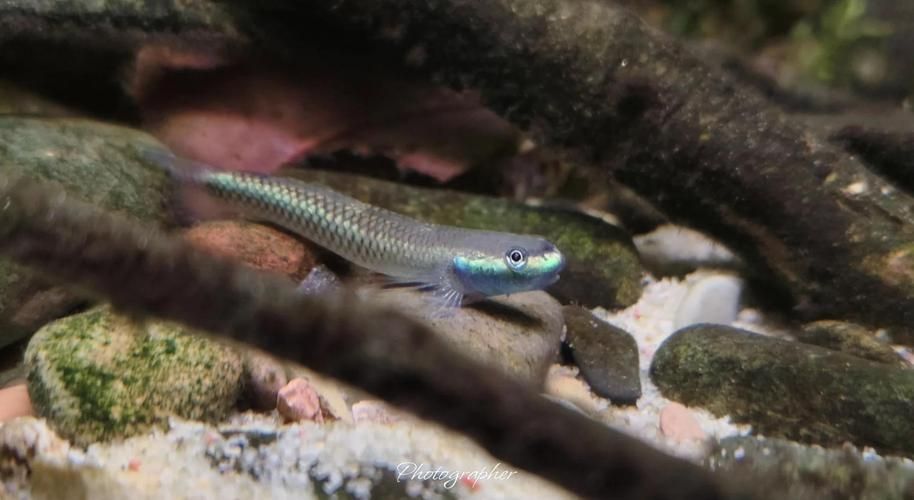 狼牙蝦虎魚的圖片