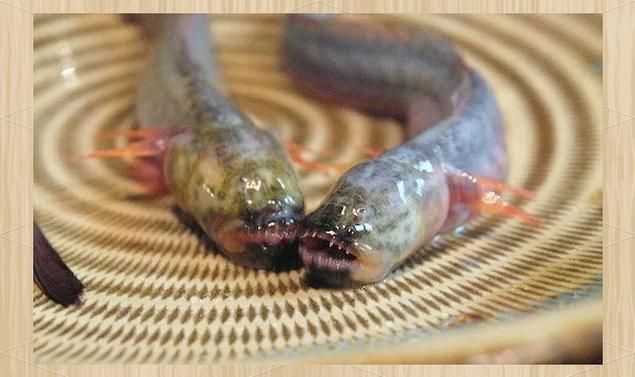 狼牙蝦虎魚的圖片