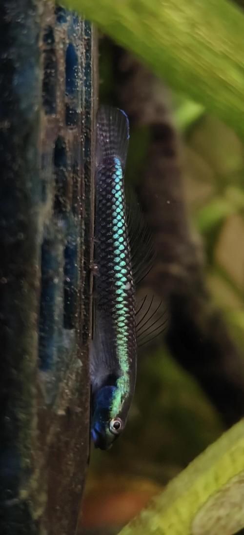 狼牙蝦虎魚的圖片