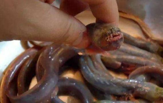 狼牙蝦虎魚的圖片