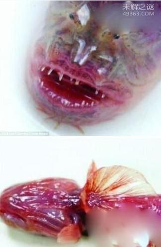 狼牙蝦虎魚的圖片