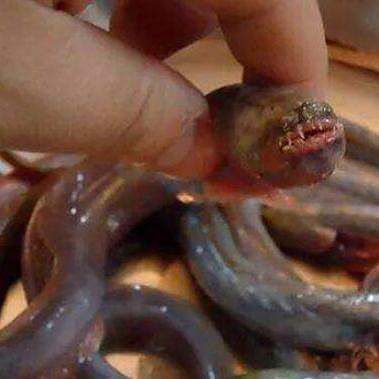 狼牙蝦虎魚的圖片