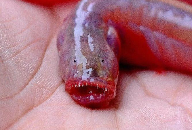 狼牙蝦虎魚的圖片