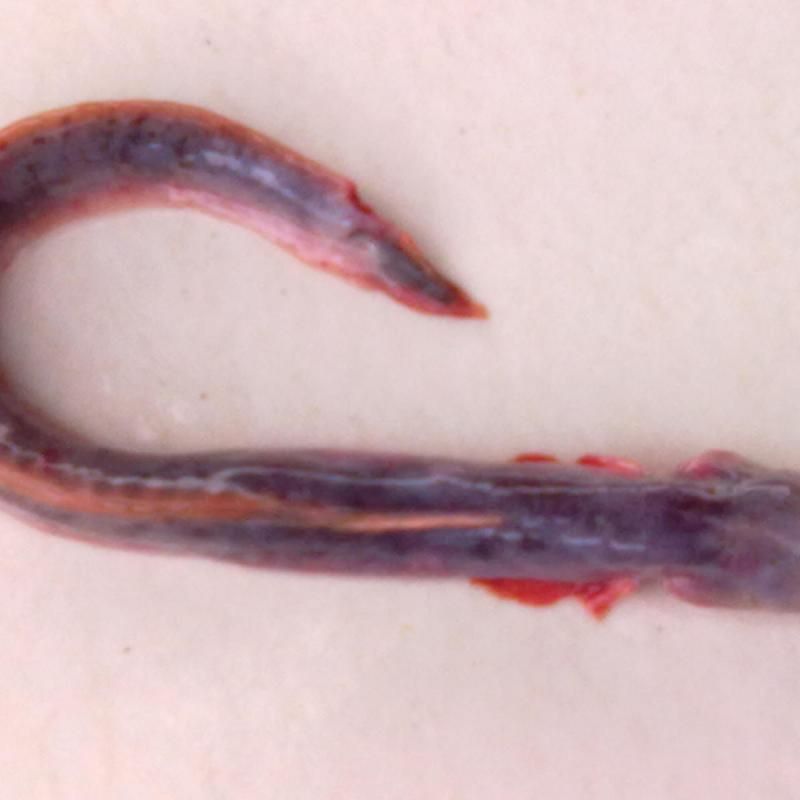 狼牙蝦虎魚的圖片