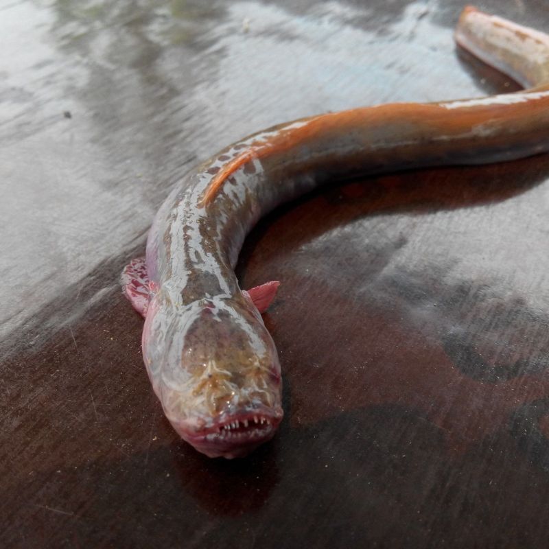 狼牙蝦虎魚的圖片