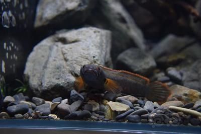 雷龍魚品種鑒別方法：如何鑒別雷龍魚品種