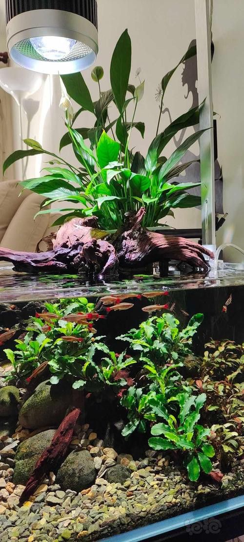 如何選擇適合龍魚的水草？