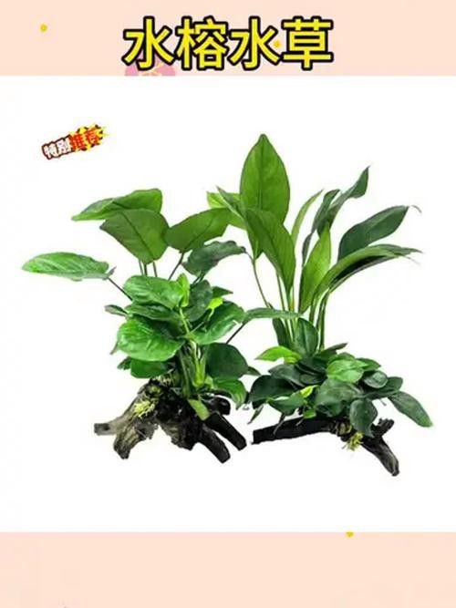 如何選擇適合龍魚的水草？