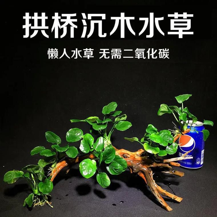 如何選擇適合龍魚的水草？