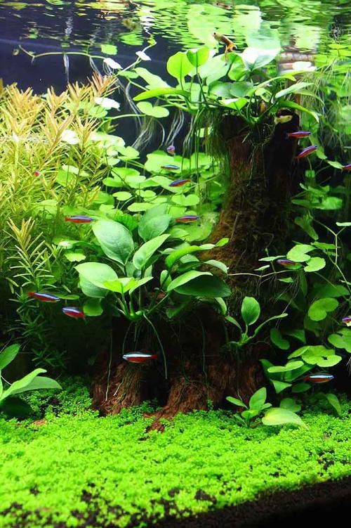 如何選擇適合龍魚的水草？