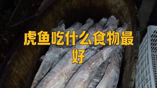 虎紋龍魚吃什么長的快