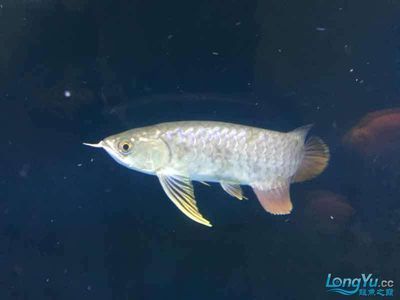 烏魯木齊龍魚哪里買（在烏魯木齊購買龍魚）
