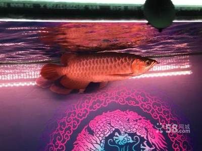 烏魯木齊龍魚哪里買（在烏魯木齊購買龍魚）