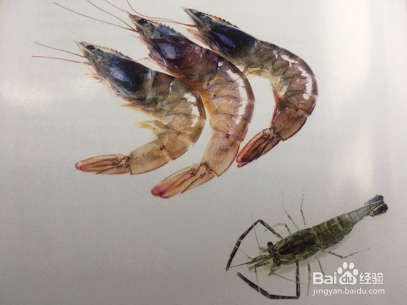 哪些食物對龍魚恢復最有利？