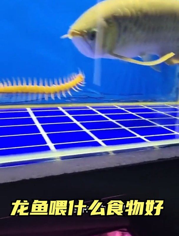 哪些食物對龍魚恢復最有利？