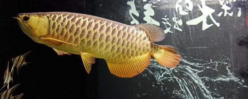 金龍魚一般長多長厘米正常