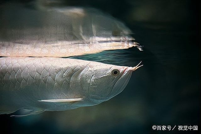 銀龍魚好養(yǎng)嗎？