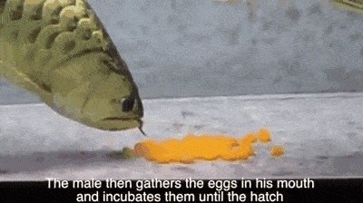 金龍魚產(chǎn)卵孵化：關(guān)于金龍魚產(chǎn)卵孵化過程的詳細(xì)介紹