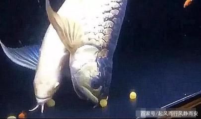 金龍魚產(chǎn)卵孵化：關(guān)于金龍魚產(chǎn)卵孵化過程的詳細(xì)介紹