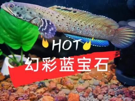 藍(lán)寶石龍魚價(jià)錢多少一條