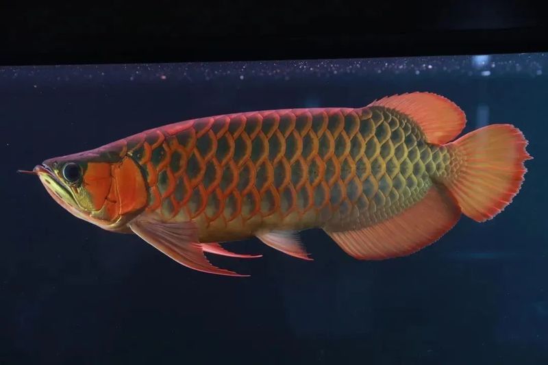 藍(lán)寶石龍魚價(jià)錢多少一條