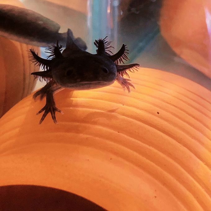 金色六角龍魚多少錢一條啊