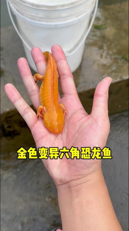 金色六角龍魚多少錢一條啊