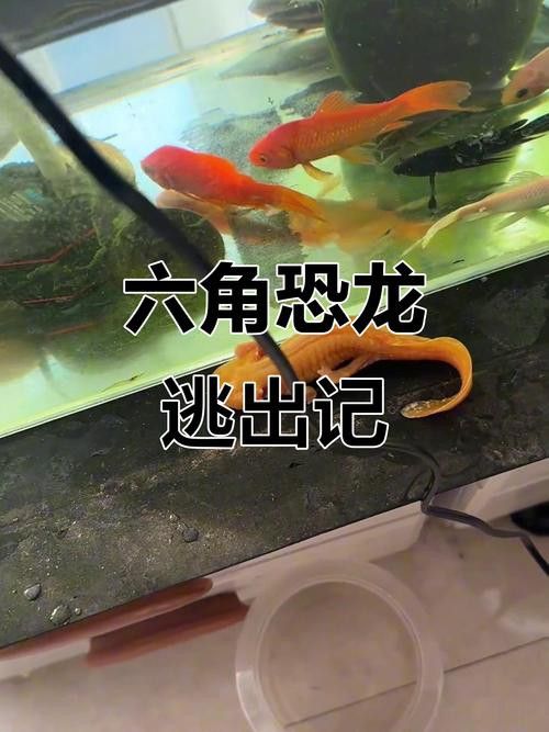 金色六角龍魚多少錢一條啊