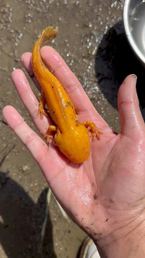 金色六角龍魚多少錢一條啊