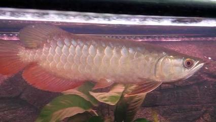 紅龍魚黑身：紅龍魚黑身的一些常見原因及其處理方法