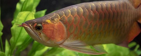 紅龍魚黑身：紅龍魚黑身的一些常見原因及其處理方法