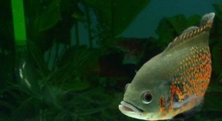 龍魚正常的糞便顏色：龍魚的糞便顏色與其食物密切相關(guān)情況下應(yīng)及時(shí)排查原因