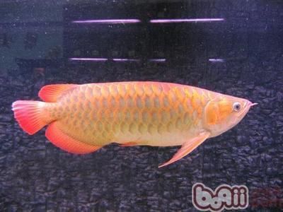 龍魚哪里好看又便宜：如何在市場上找到既美觀又經濟的龍魚