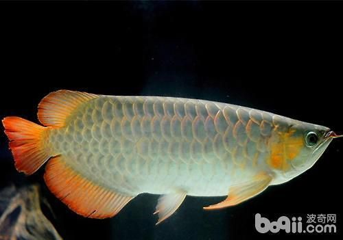 龍魚哪里好看又便宜：如何在市場上找到既美觀又經濟的龍魚