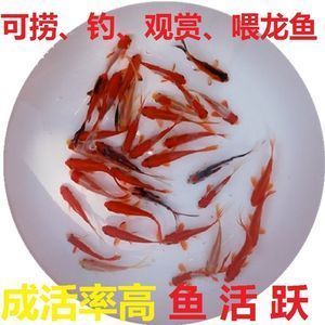 龍魚魚苗批發價格查詢：如何查詢龍魚魚苗的價格