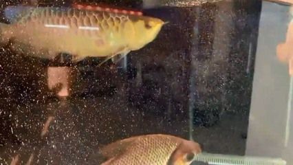 金龍魚混養怎么喂食