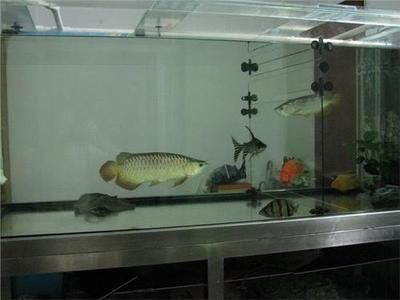 金龍魚混養怎么喂食