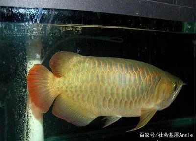 龍魚的顏色：龍魚的色彩豐富多樣
