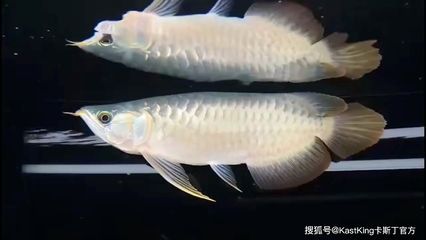 世界上最大的龍魚是1米7左右：世界上最大的龍魚體長可以達(dá)到1米7左右