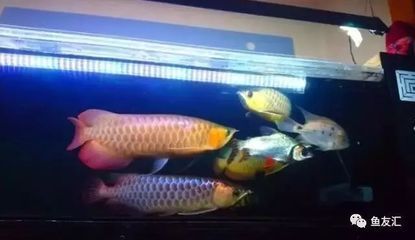 世界上最大的龍魚是1米7左右：世界上最大的龍魚體長可以達(dá)到1米7左右