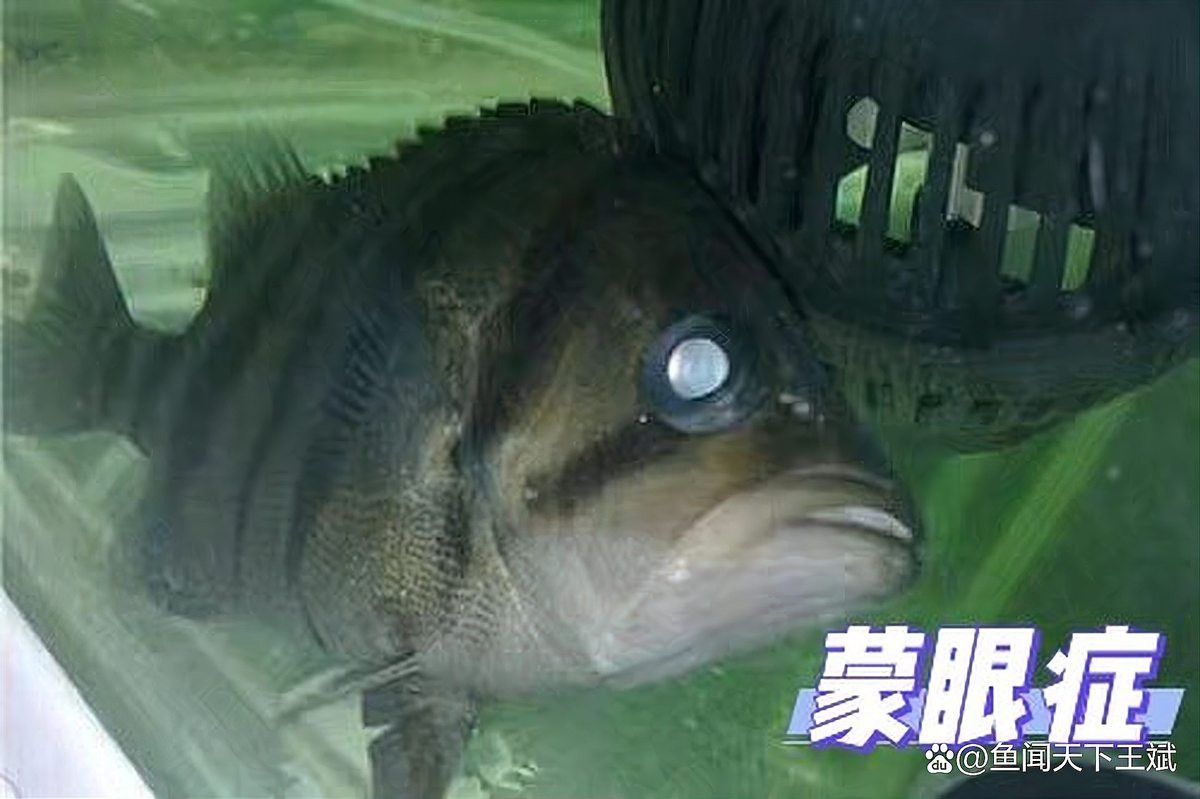 紅龍魚和虎魚混養(yǎng)會不會掉眼睛