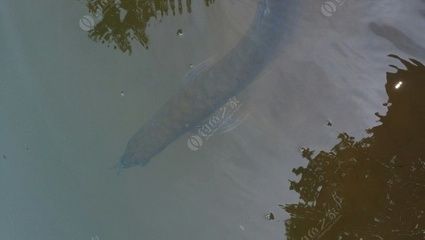 二斤的銀龍魚多少錢一條（二斤的銀龍魚多少錢一條？）